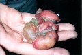 [Magog larva]